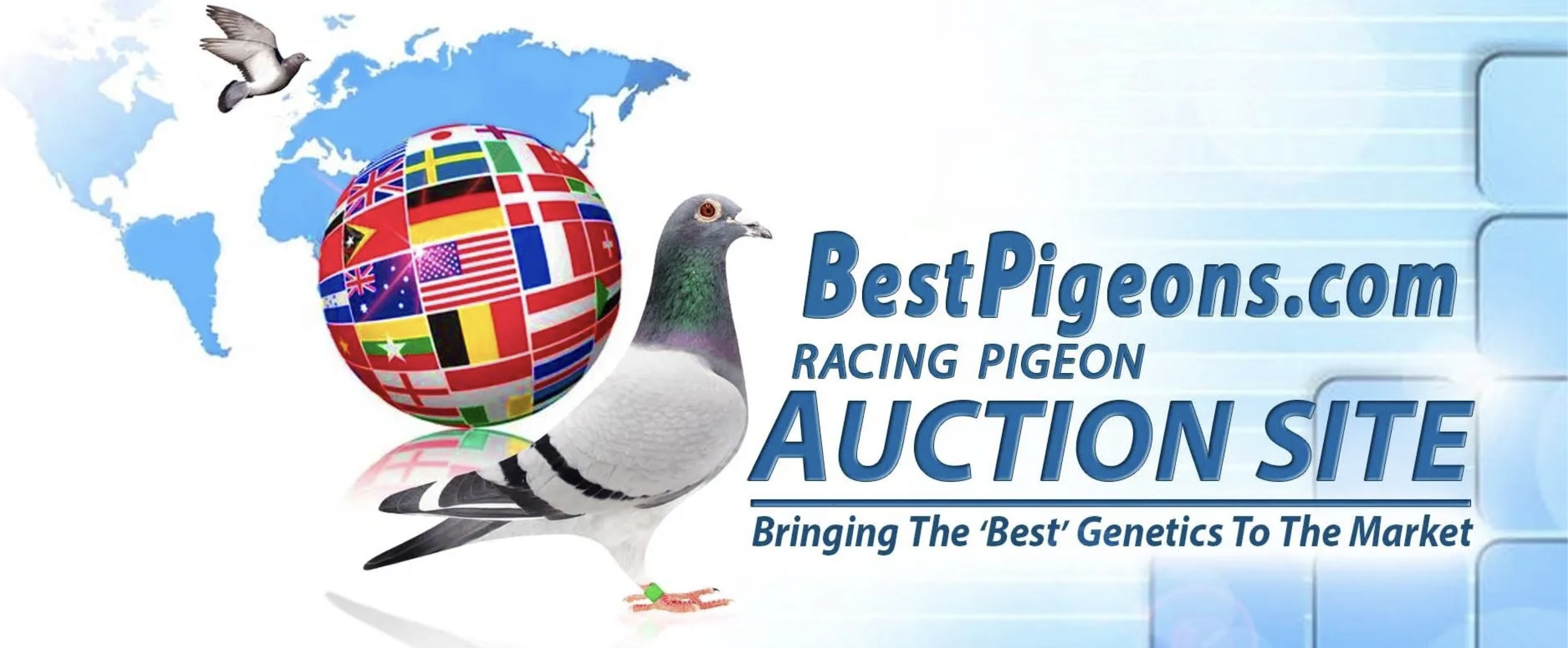 BestPigeons